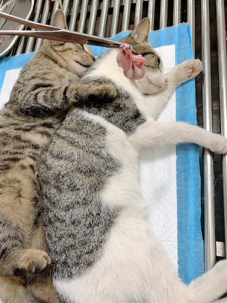 Hình ảnh Phòng khám thú y -Spa HAPPY PET - 4