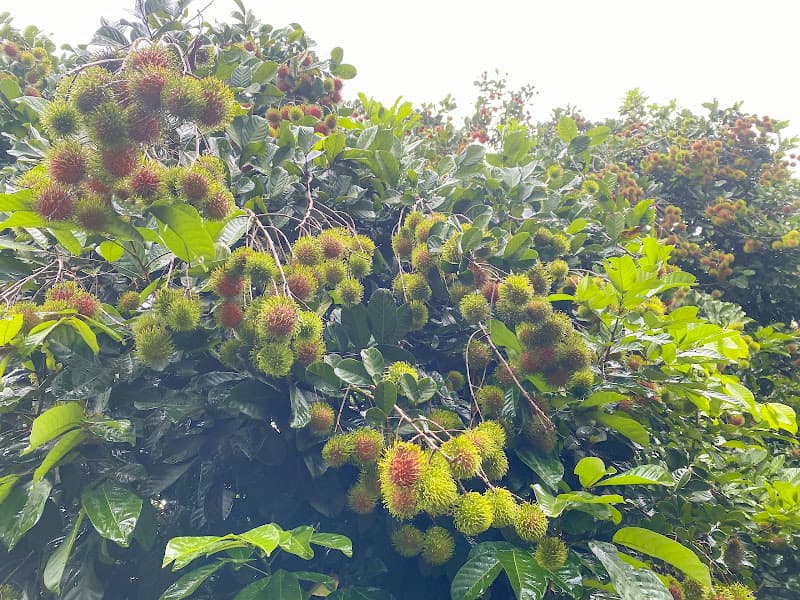 Hình ảnh vườn trái cây nguyễn Quốc - 3