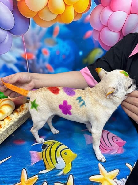 Hình ảnh Thú Y - Spa - Pet Shop Hoàng Bảo - 2