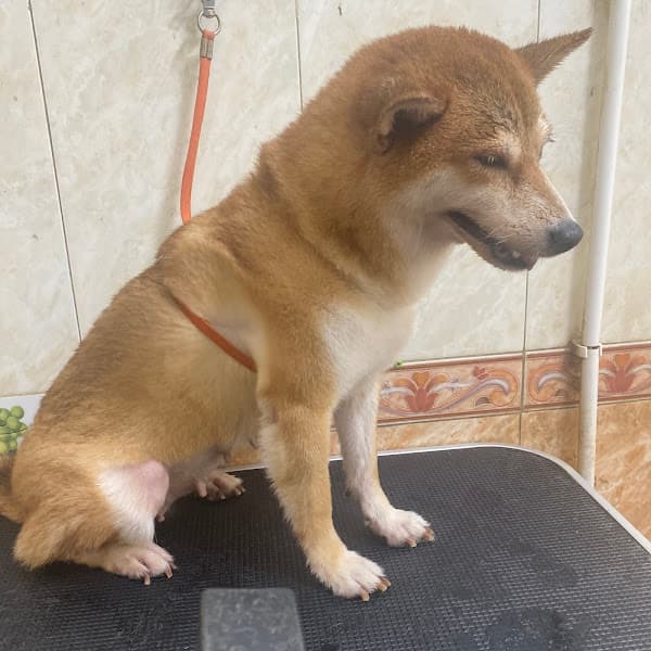 Hình ảnh Pet House - 4