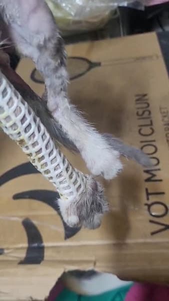 Hình ảnh Bệnh Viện Thú Y AnVet - Từ Sơn - 3