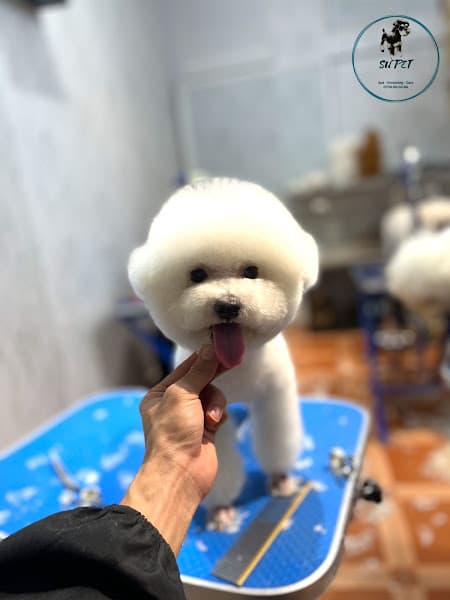 Hình ảnh Cắt tỉa lông thú cưng Cần Thơ - SUPET Spa & Grooming - 2