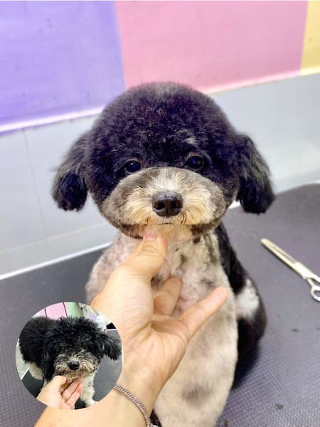 Hình ảnh Đara pet spa - 3