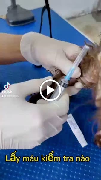 Hình ảnh Phòng khám thú y Ecopet 247 - 2