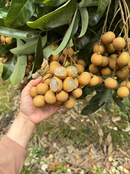 Hình ảnh Trái cây Mộng Lê - Đồng Tháp - 3