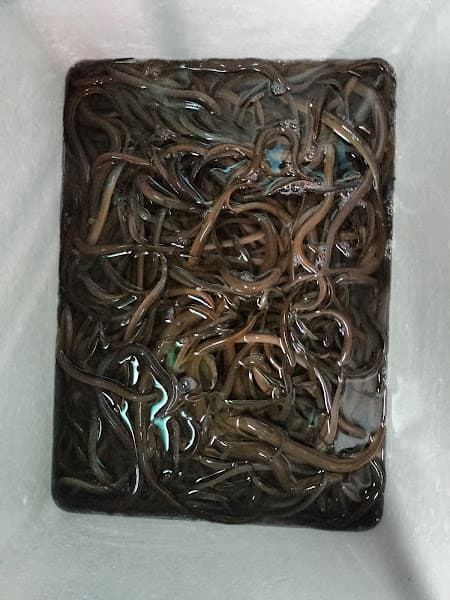 Hình ảnh Súp lươn xứ nghên MINH CHÂU - 8