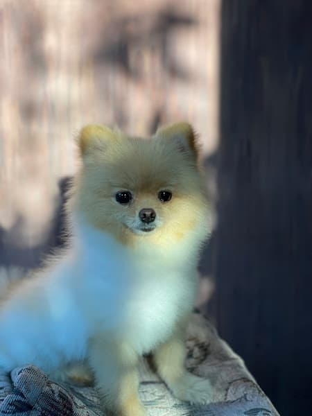 Pupu Pet Spa & Hotel