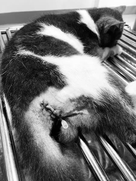 Hình ảnh Phòng Khám Thú Y Pet Care Hưng Yên - 5