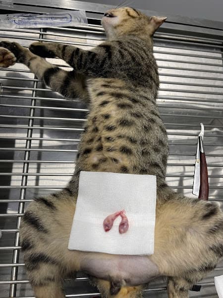 Hình ảnh Phòng Khám Thú Y TIẾN HƯƠNG - 3