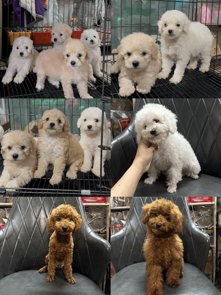 Hình ảnh Net Pet Shop Gia Lai - Chó mèo gia lai - Thú Cưng Gia Lai - 3