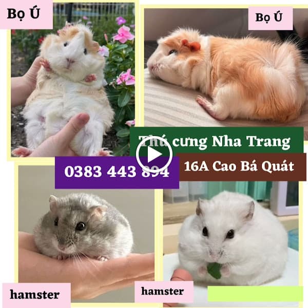 Hình ảnh BÁN HAMSTER, NHÍM, THỎ, MÈO NHA TRANG - 2