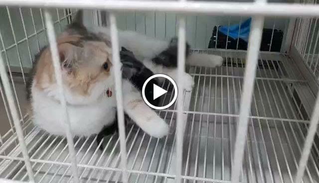 Hình ảnh Phòng khám thú y Medi Pet Gia Kiệm - 2