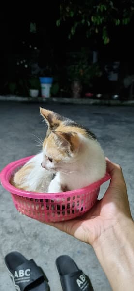 Hình ảnh Trại Chó Bùi Hải - 3