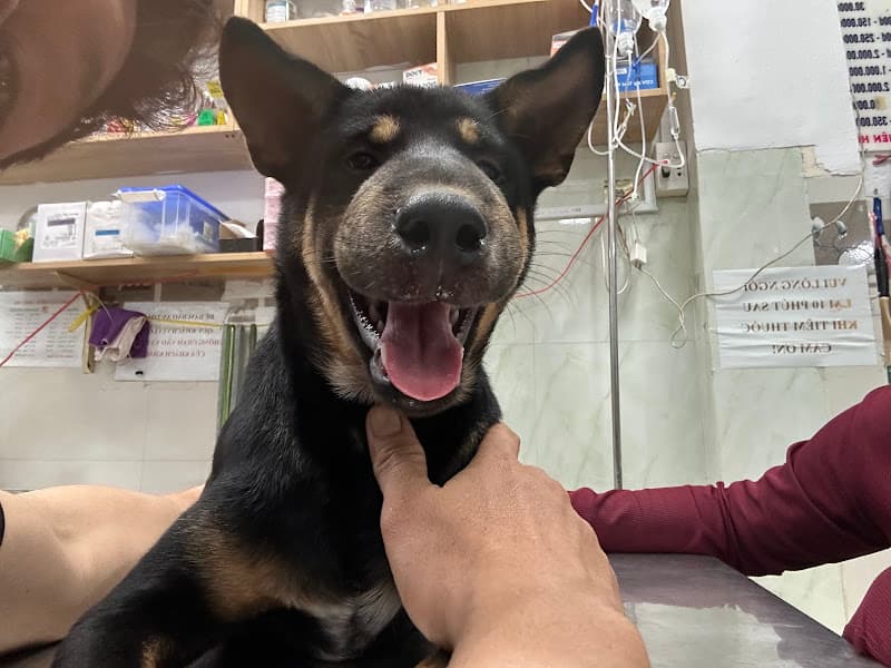 Hình ảnh Phòng Khám Thú Y 9B - 2