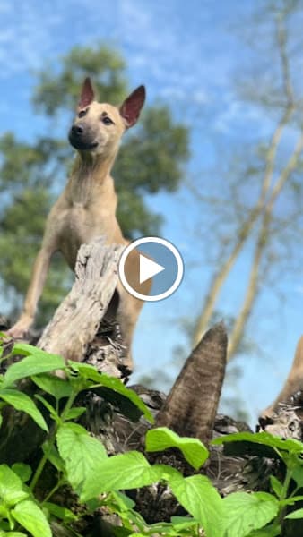 Hình ảnh trại chim chào mào đột biến gen tiến huế - 3