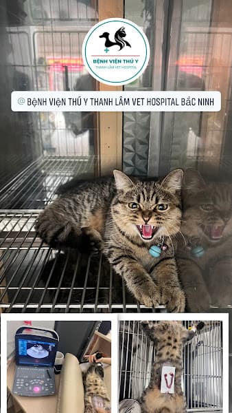 Hình ảnh Bệnh Viện Thú Y Thanh Lâm Vet Hospital - 2