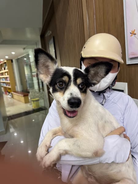 Hình ảnh Bệnh Viện Thú Y Bình An Hải Phòng - 4