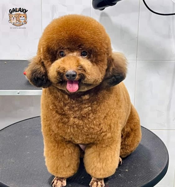 Hình ảnh Galaxy Pet Spa - 3