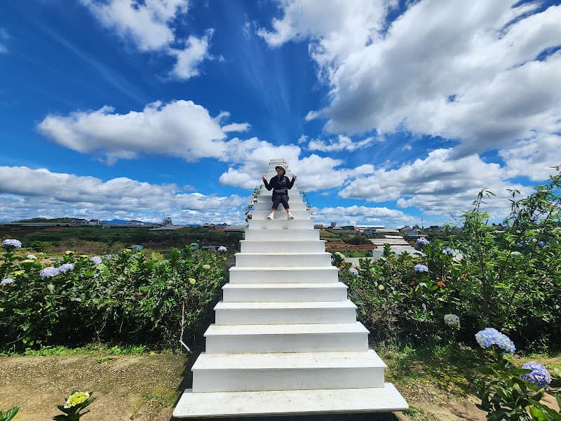 Hình ảnh Cánh đồng hoa Cẩm Tú Cầu - 4