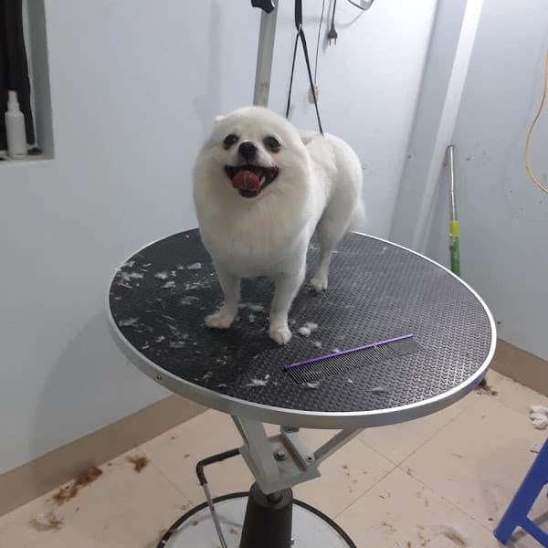 Hình ảnh Phòng Khám Thú Y Hưng Yên - BS Xuân Cường - 2