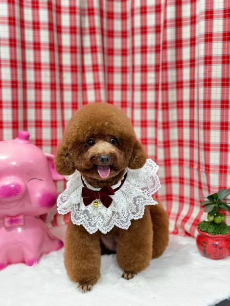 Hình ảnh Thiên Đường Thú Cưng - My Pet - 5