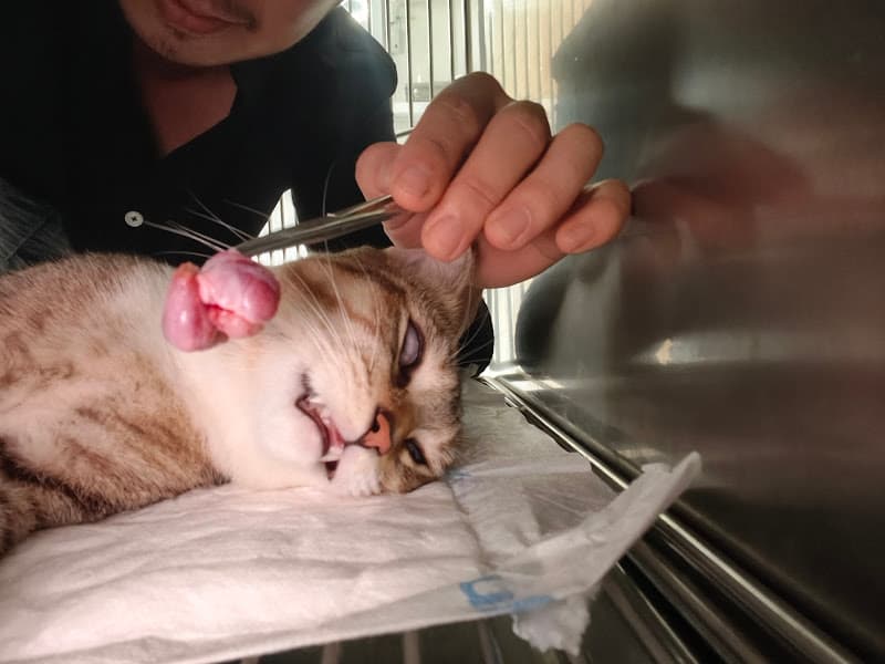 Hình ảnh Phòng khám thú y DR THÁI ĐĂNG - 3