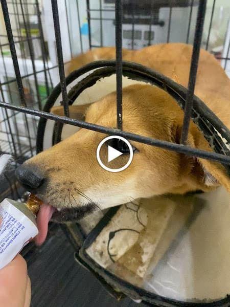 Hình ảnh Phòng Khám Thú Y Mypet Hải Phòng - 7