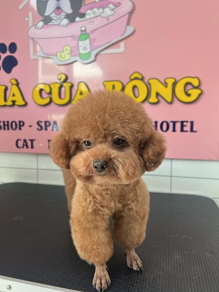 Hình ảnh NHÀ CỦA BÔNG - Pet Shop - Spa Grooming & Hotel - 4