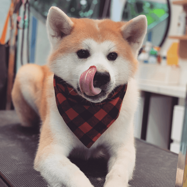 Hình ảnh Tùng Lộc Pet - 6