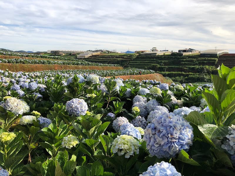 Cánh đồng hoa Cẩm Tú Cầu