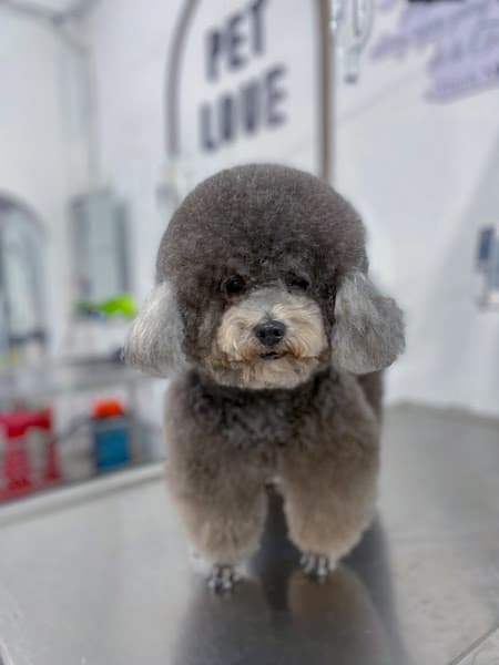 Hình ảnh Phòng Khám Thú Y BS Tiến - 4