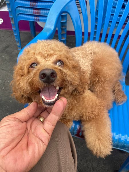 Hình ảnh Thú Y Tận Nhà BEE PET - 2