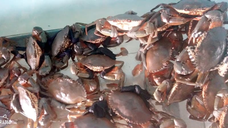 Vựa cua biển cà mau