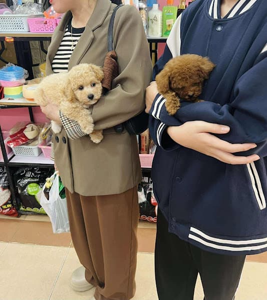 Hình ảnh Cắt Tỉa Chó Mèo - Chaien Pet Shop - 4