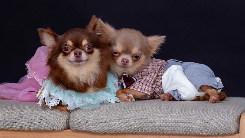 Hình ảnh Phòng Khám Thú Y Đà Lạt Pet - 3