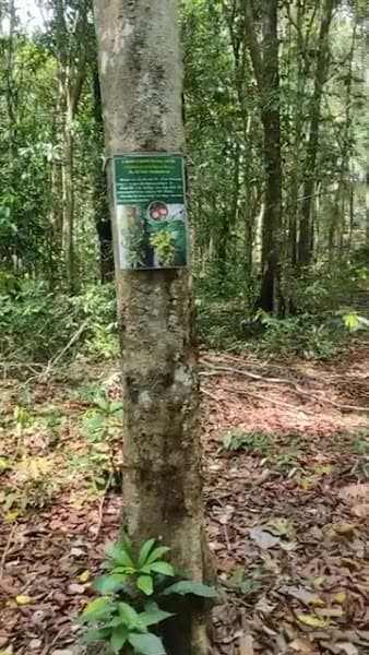 Hình ảnh Phổ Cảnh Biểu Trưng Chiến Khu Đ - 3