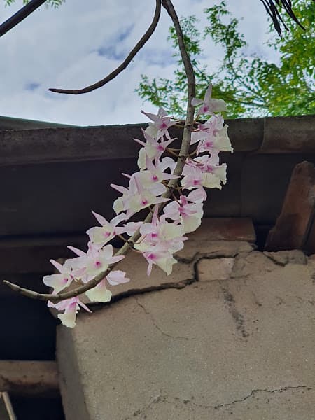 Hình ảnh Quán bún, phở bò Trung Hoà - 4