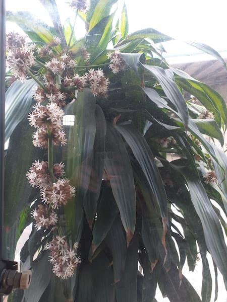 Hình ảnh CÔNG TY GIẶT LÀ MINH HỒNG - 4