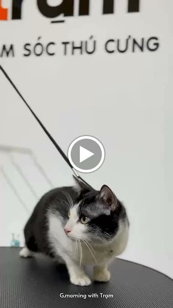 Hình ảnh Trạm Chăm Sóc Thú Cưng Rạch Giá - 4