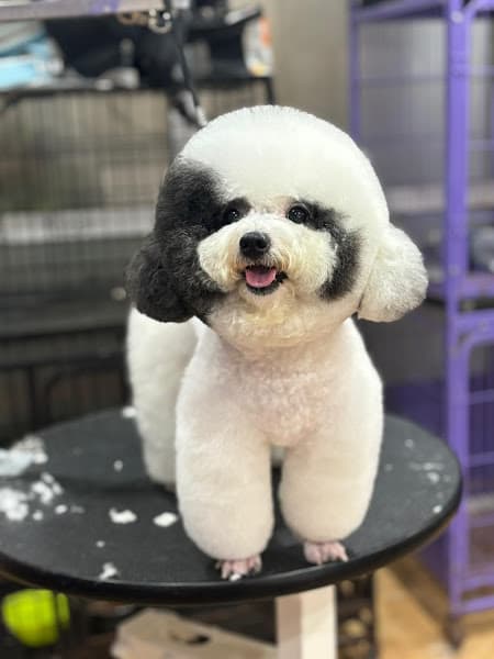 Hình ảnh Bệnh Viện thú y Cao Thọ Trảng Bom Đồng Nai - 2