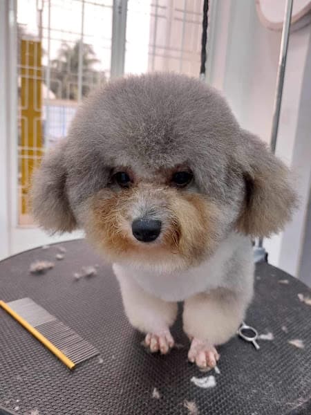 Hình ảnh Thú y Lucky Pets - 4