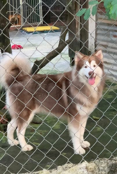 Hình ảnh Trại Chó Cảnh Alaska Trang Nhung - 3