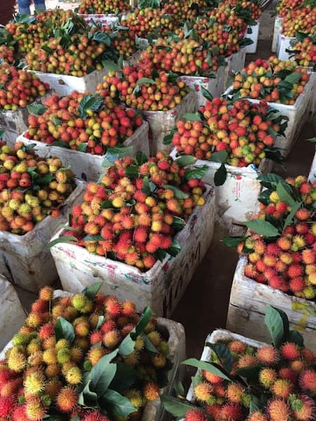 Trái cây nhà vườn Long Khánh