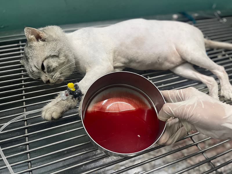 Hình ảnh Bệnh viện Thú y Home Vet Nha Trang - Cấp cứu 24/7 - 5