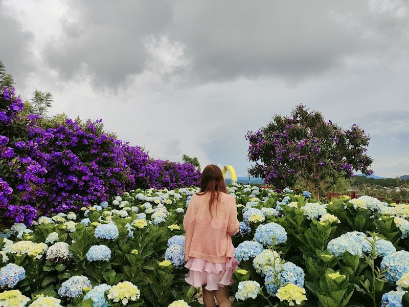 Hình ảnh Đồi Mây Đà Lạt - 3