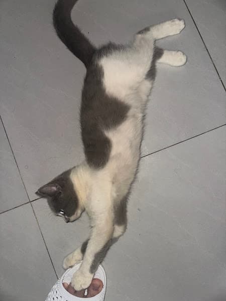 Hình ảnh Pets & Me - Dịch vụ chăm sóc thú cưng Bến Tre - 2