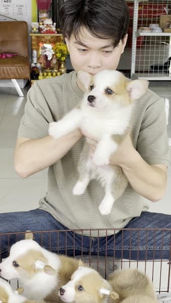 Hình ảnh Chó Cảnh Đà Nẵng Bông Pet - 3