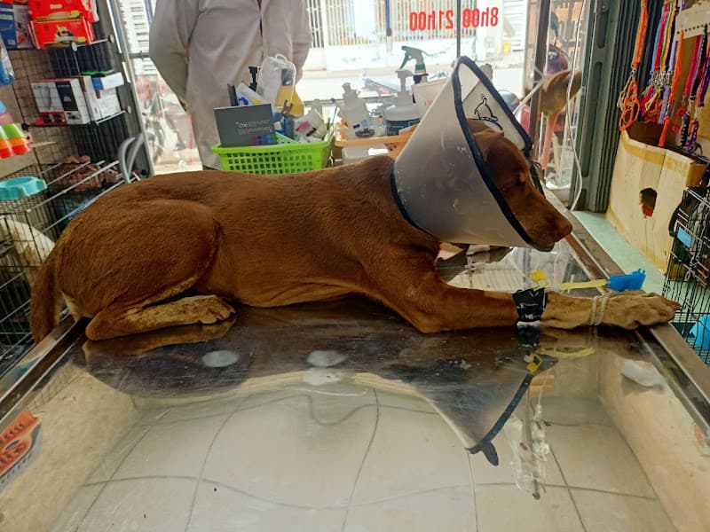 Hình ảnh Phòng Khám Thú Y Long Khánh ( Pum Vet) - 2