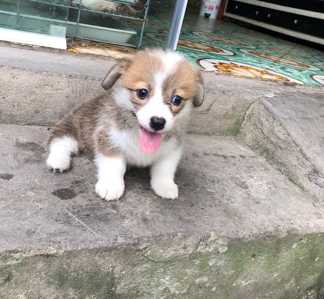 1996 Pet Shop Thái Bình