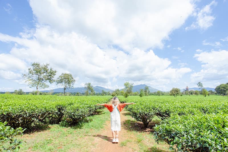 Hình ảnh Đường hàng thông cổ thụ - 3